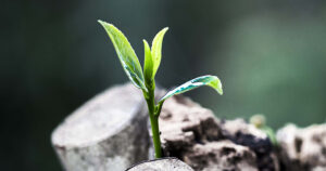 symbol på økosystemet og vækst